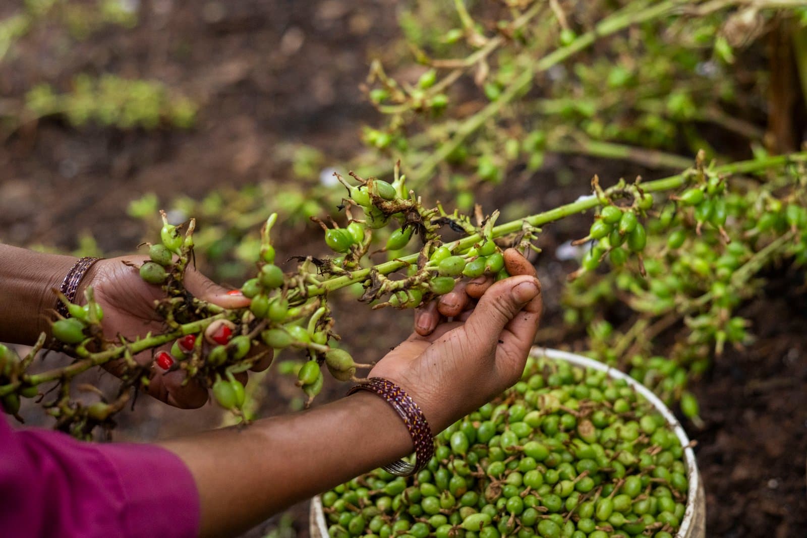 Supplementary image 2